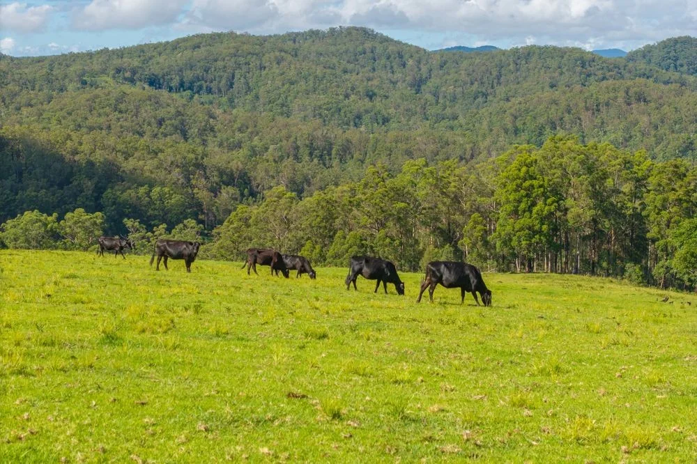 669 Costigans Road, Yarras NSW 2446