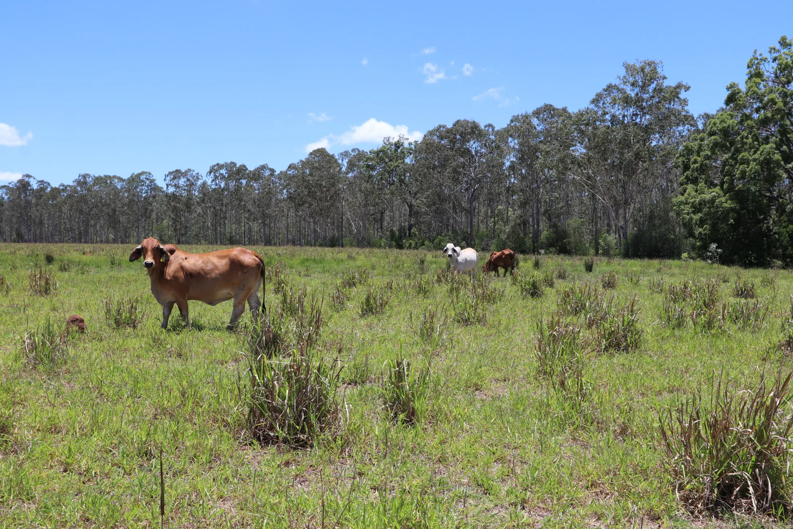 Additional image 21 of 330 Doonside Road, Jardine QLD 4702