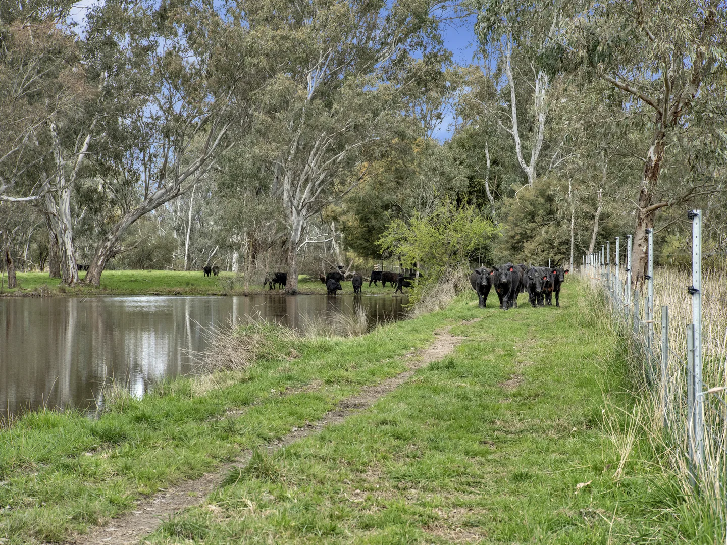 Additional image 7 of 146 Hobans Road, Alexandra VIC 3714