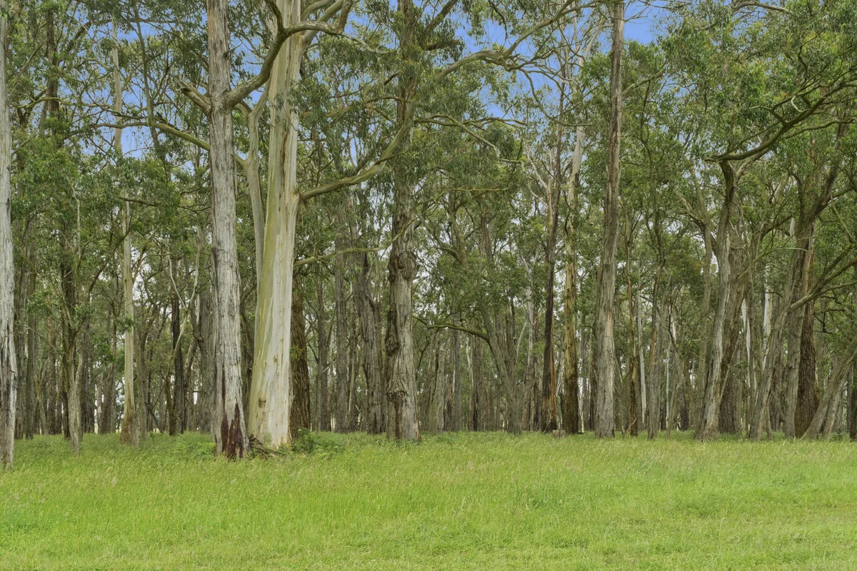 Additional image 6 of 190 Blacks Road, Irrewillipe VIC 3249