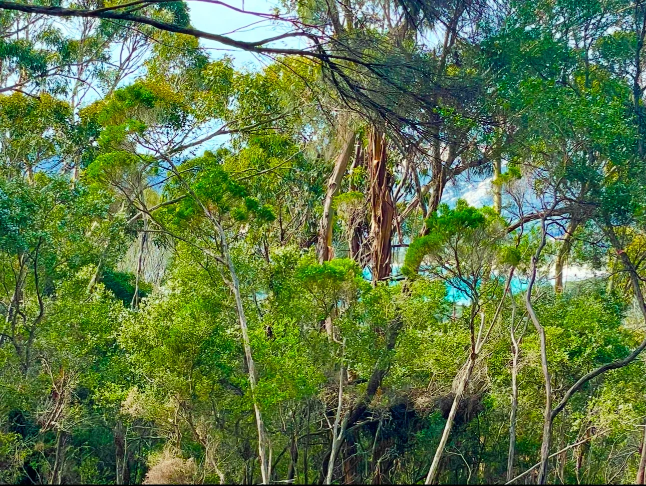 Additional image 5 of . Killiecrankie Road, Killiecrankie TAS 7255