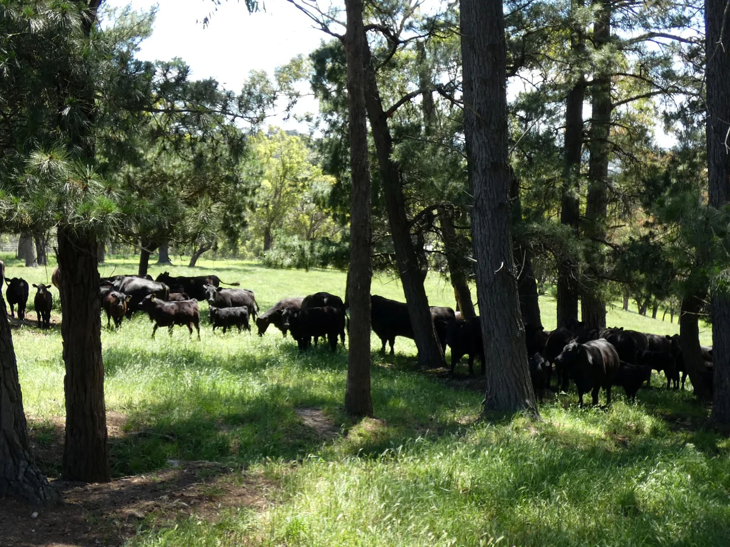 Additional image 7 of 125 Sheepstation Creek Road, Yellingbo VIC 3139