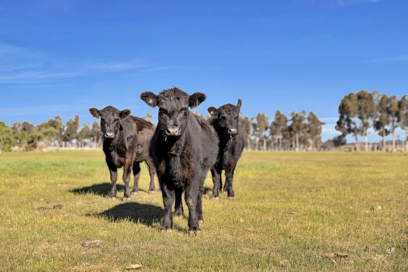 Additional image 15 of 120 Narraburra Road, Little River VIC 3211