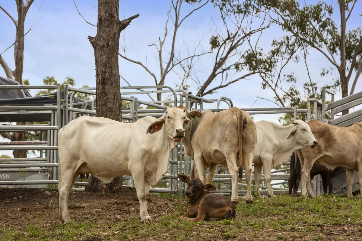 Additional image 16 of 31 Armstrong Road, West Haldon QLD 4359