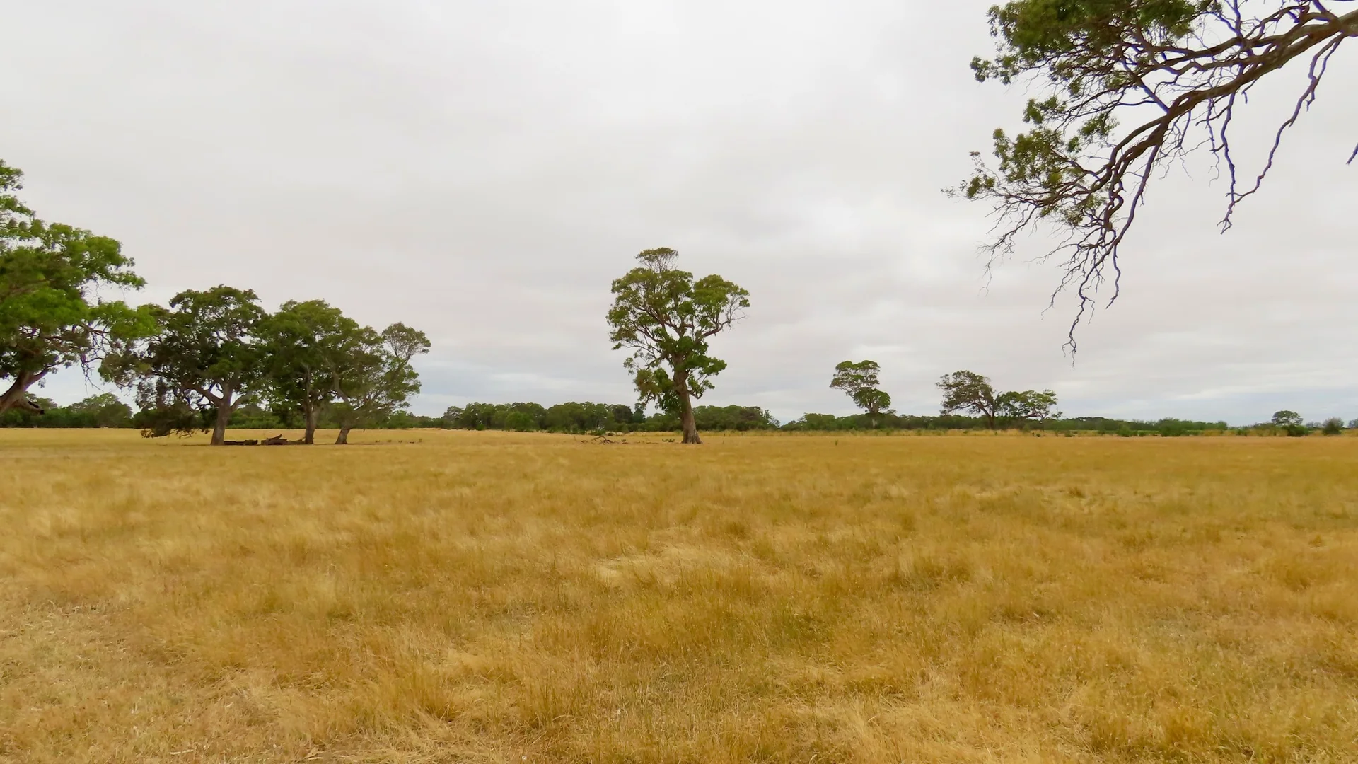 Additional image 14 of Lot 899 Mount McIntyre Road, Kalangadoo SA 5278