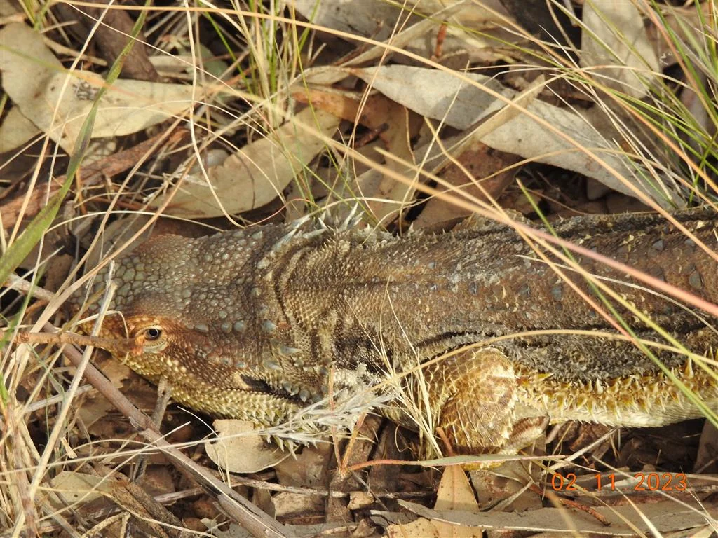 Additional image 4 of Lot 7 Wedderburn-Serpentine Rd, Glenalbyn VIC 3517