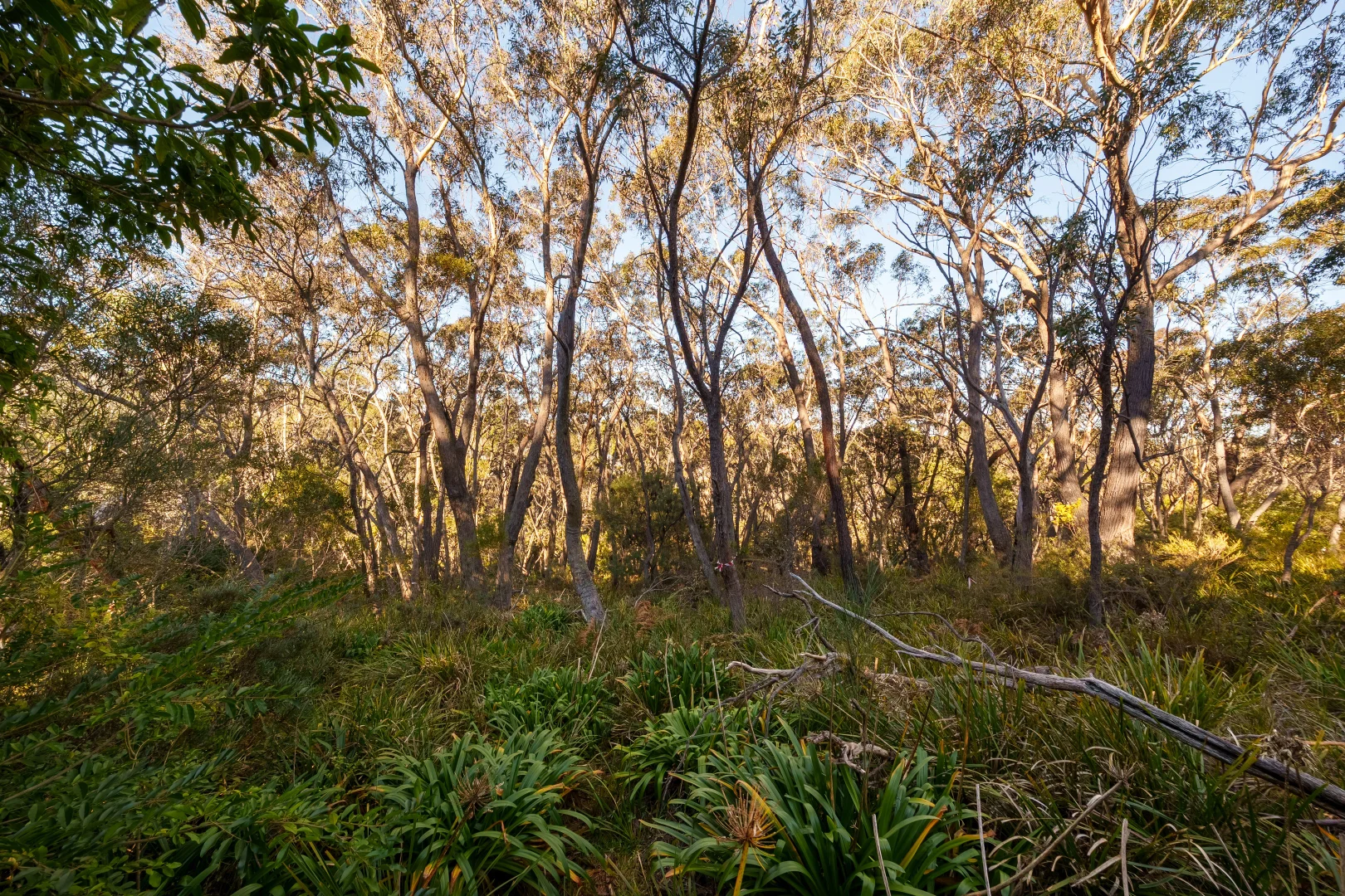 Additional image 2 of 63-69 Kanimbla Street, Leura NSW 2780