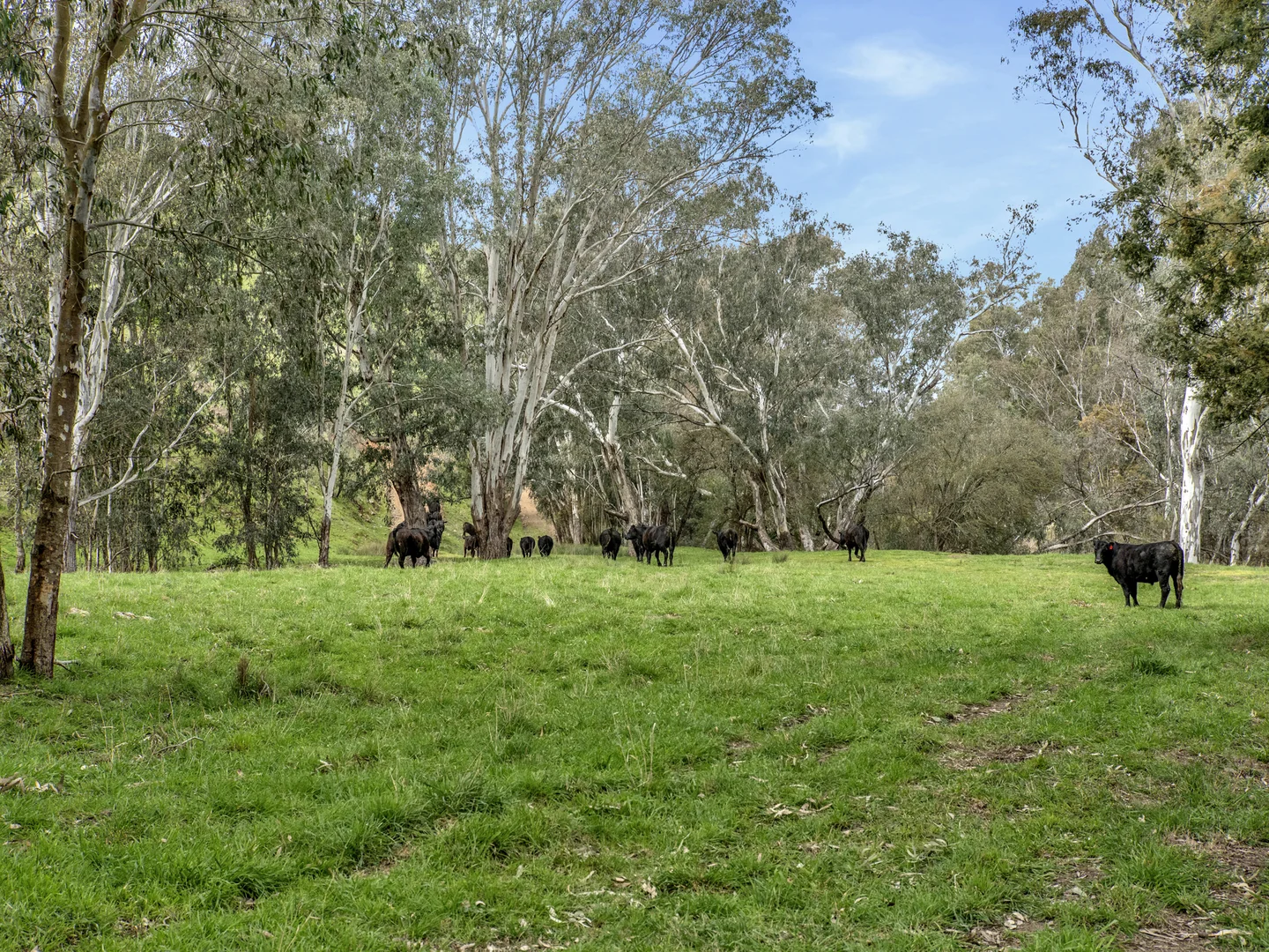 Additional image 9 of 146 Hobans Road, Alexandra VIC 3714