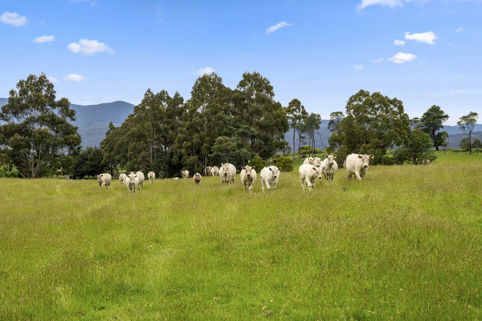 Additional image 21 of Lot  1 Flakemore Road, Franklin TAS 7113