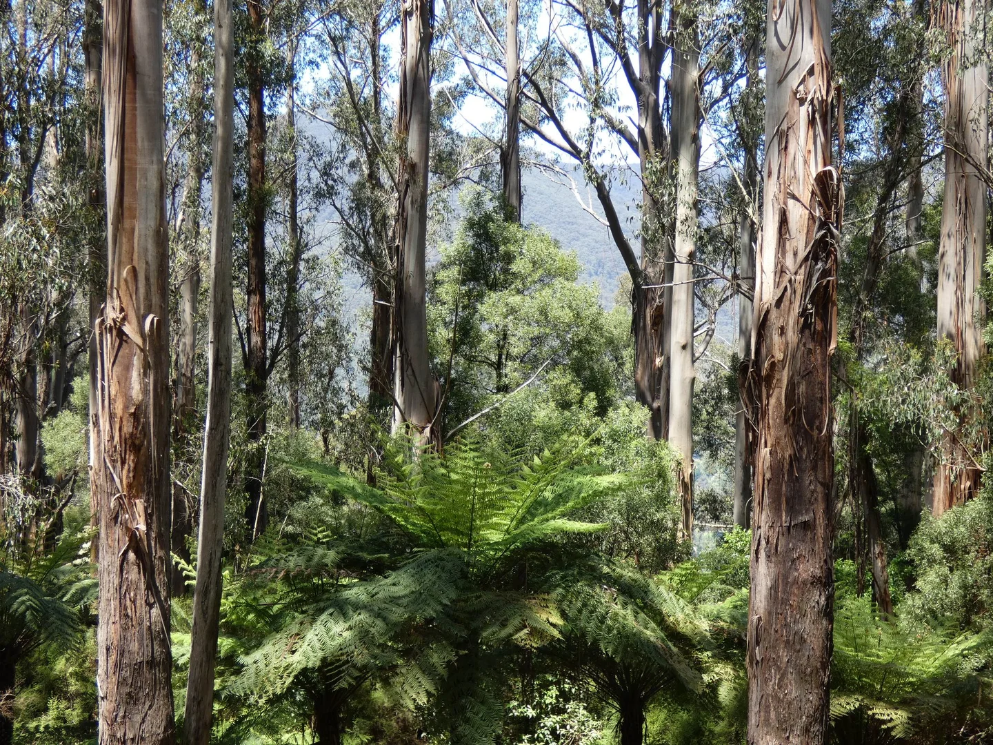 Additional image 3 of 120 Yuonga Road, Warburton VIC 3799