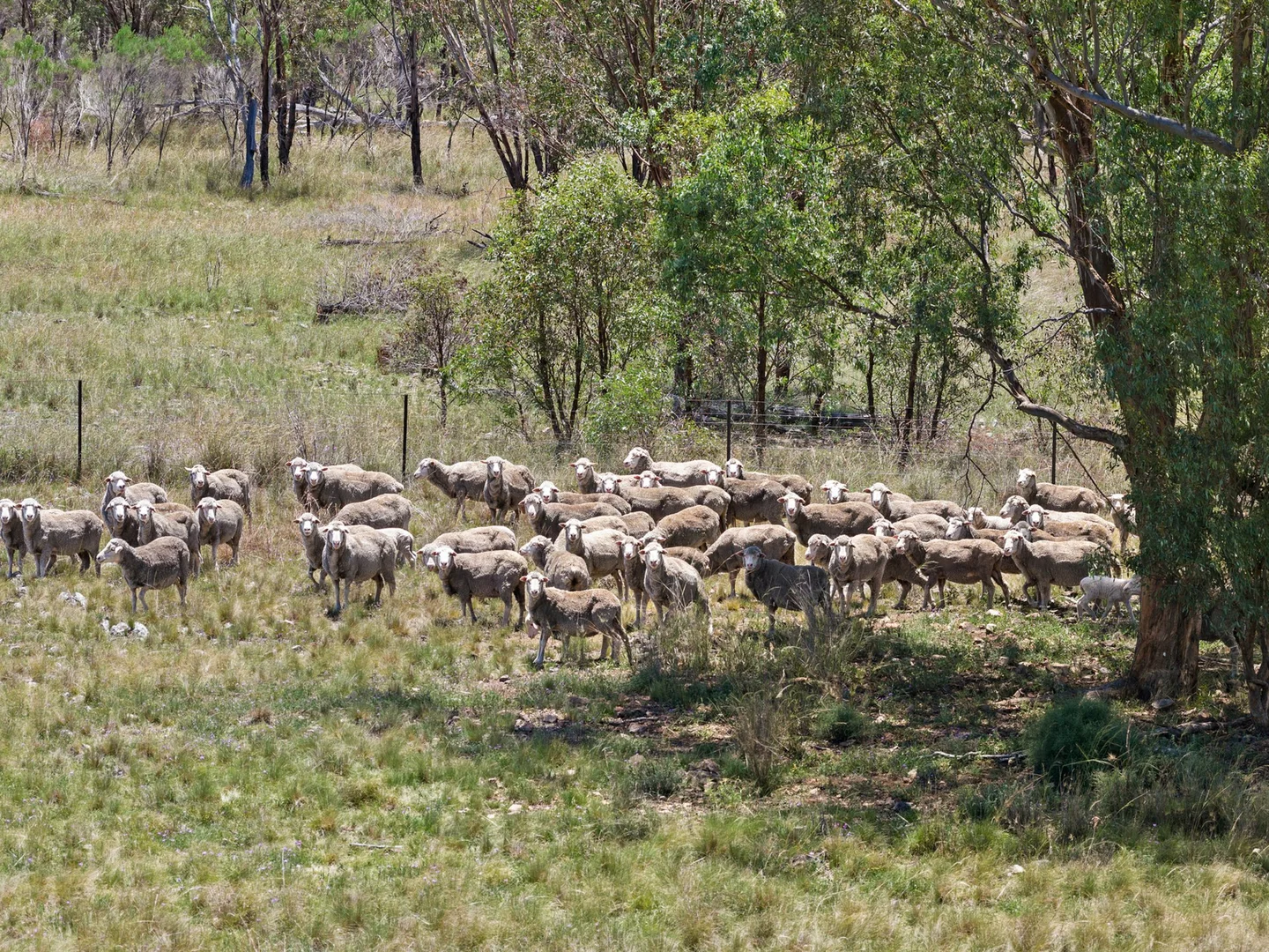 Additional image 18 of 3167 Stanthorpe Inglewood Road, Inglewood QLD 4387