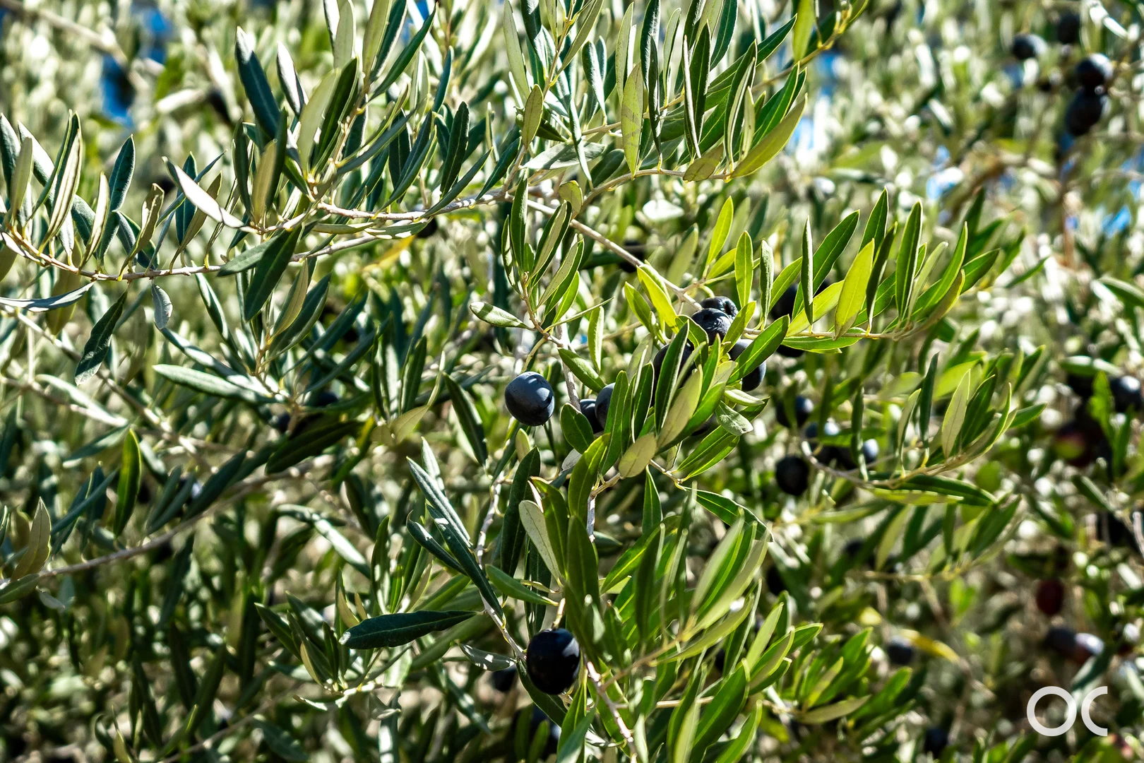 Additional image 73 of 370 Clements Road, Langhorne Creek SA 5255