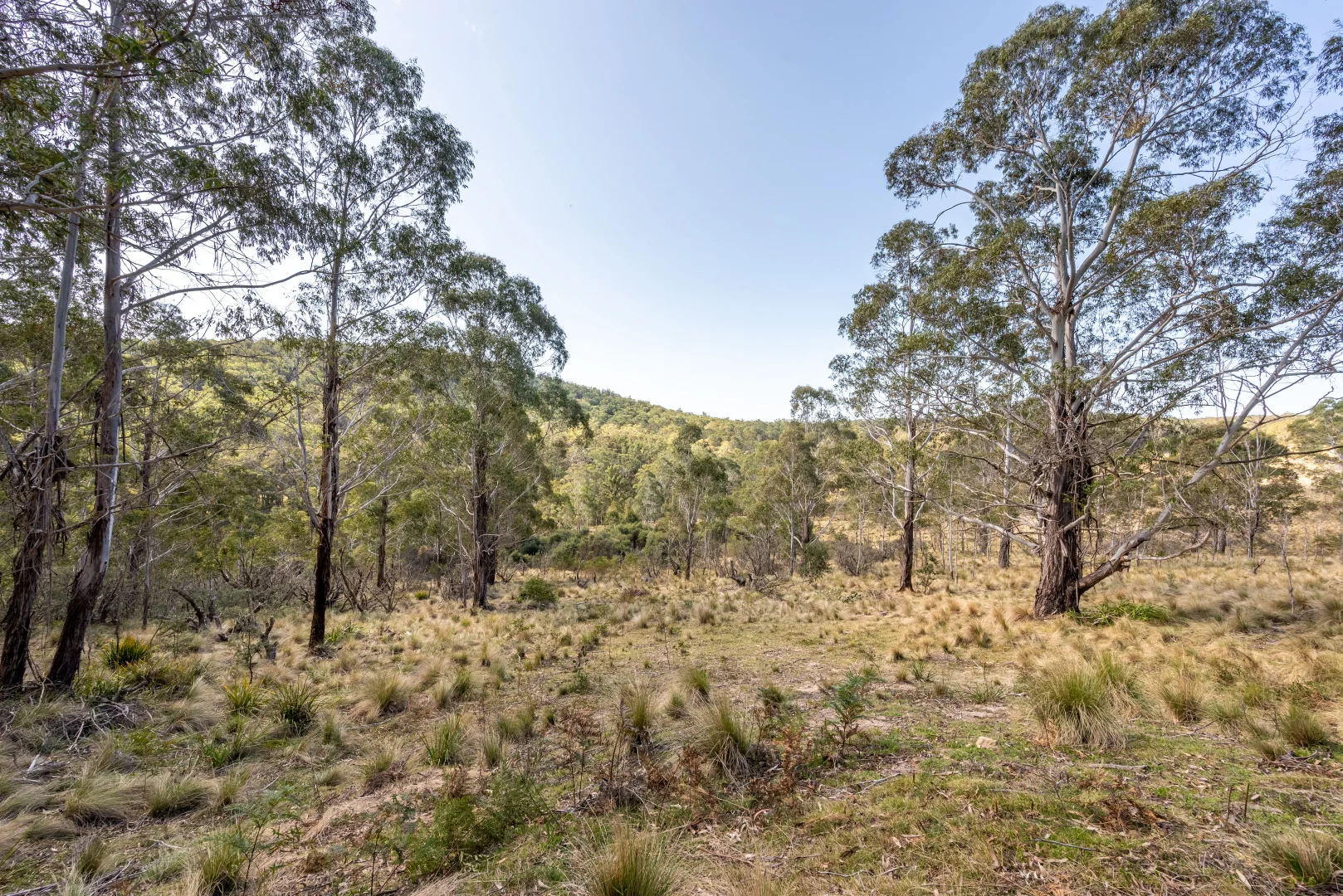Additional image 14 of 153 Blue Bush Road, Wyanbene NSW 2622