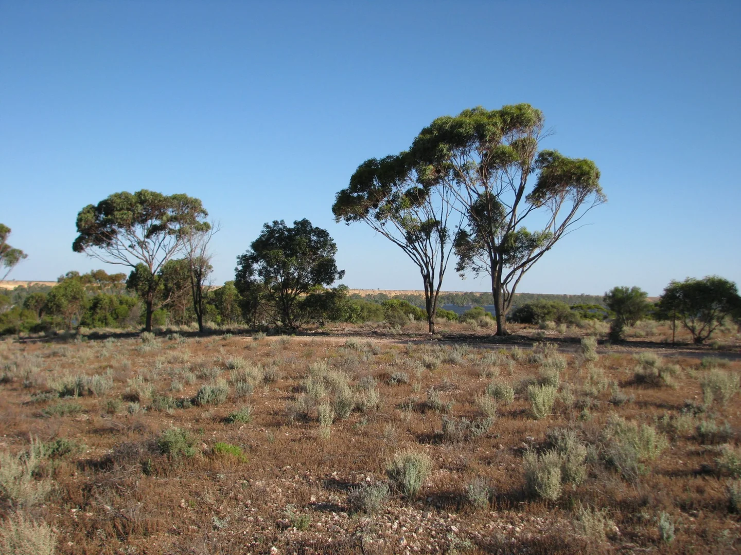 Additional image 10 of lot 1000 Merivale Street, Blanchetown SA 5357