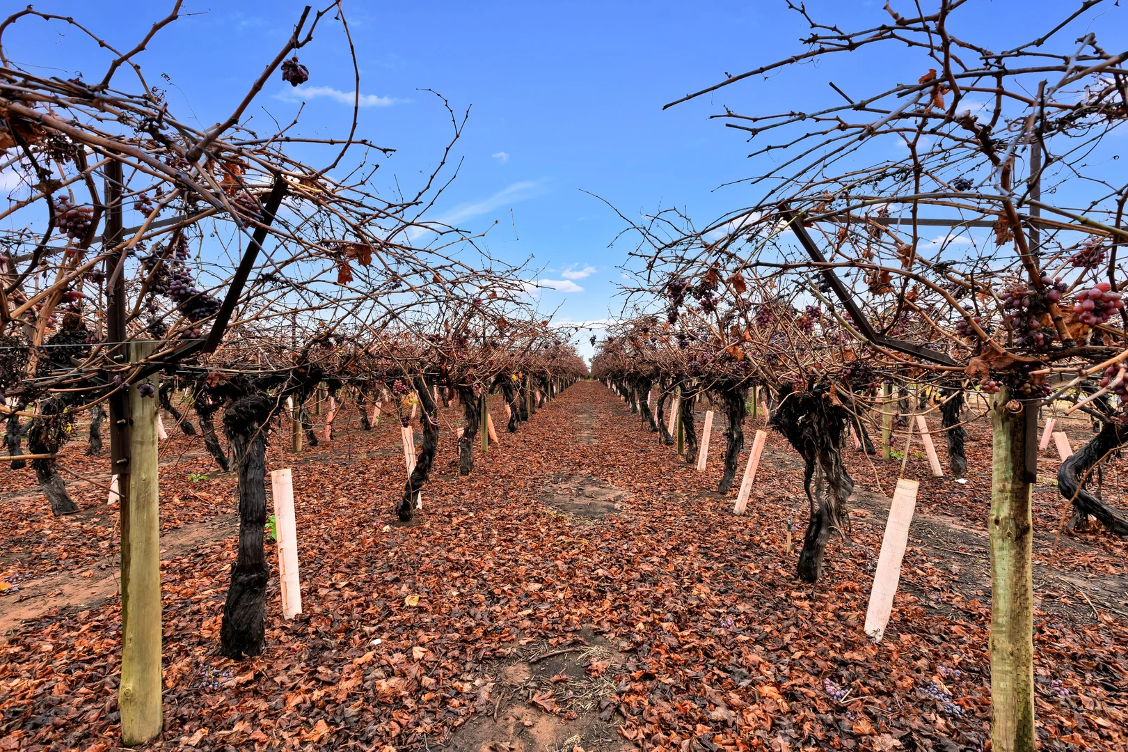 Additional image 8 of 356 Myall Street, Red Cliffs VIC 3496