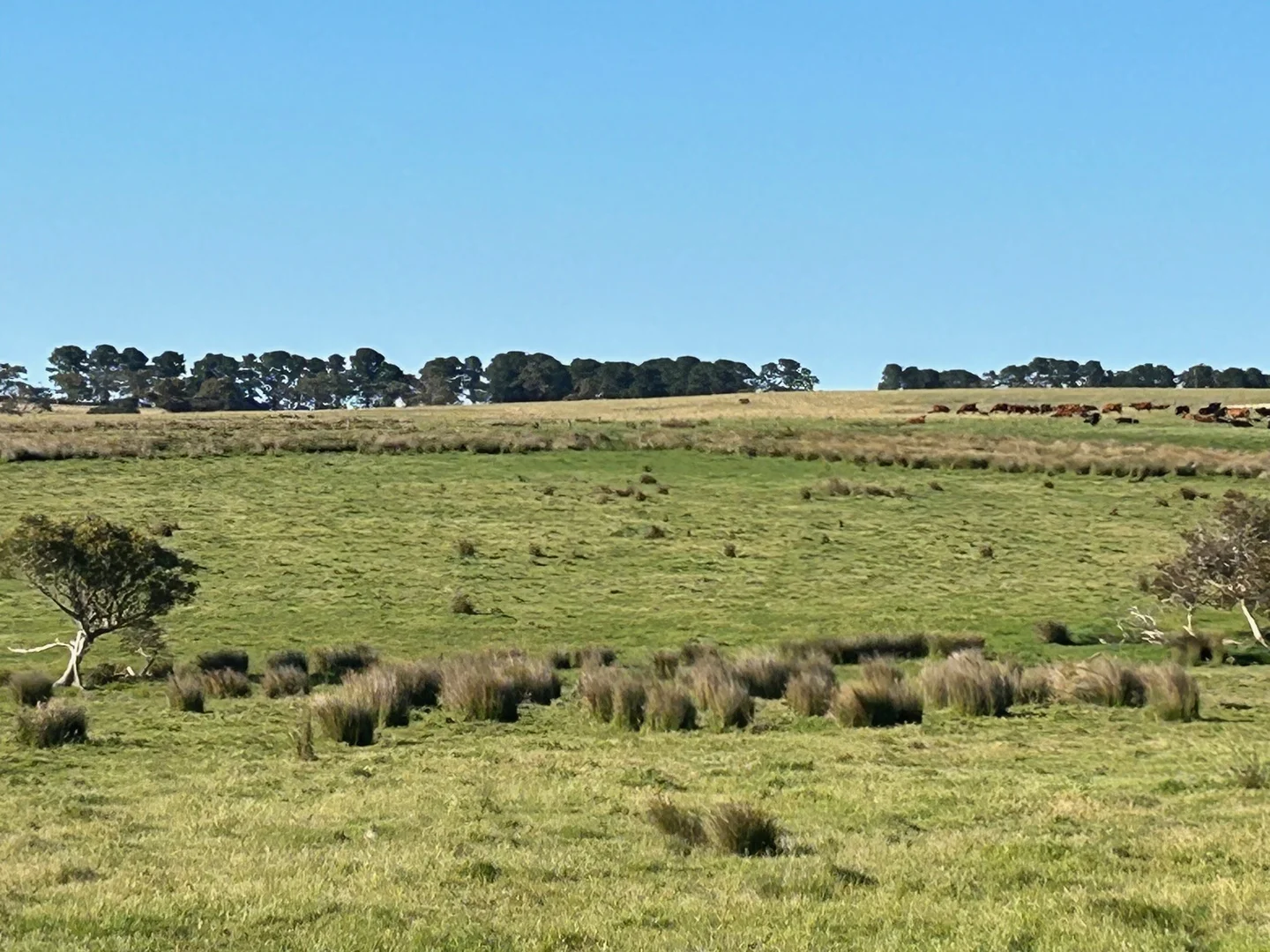 Additional image 12 of Lot 259 Pambula Road, Mount Jagged SA 5211