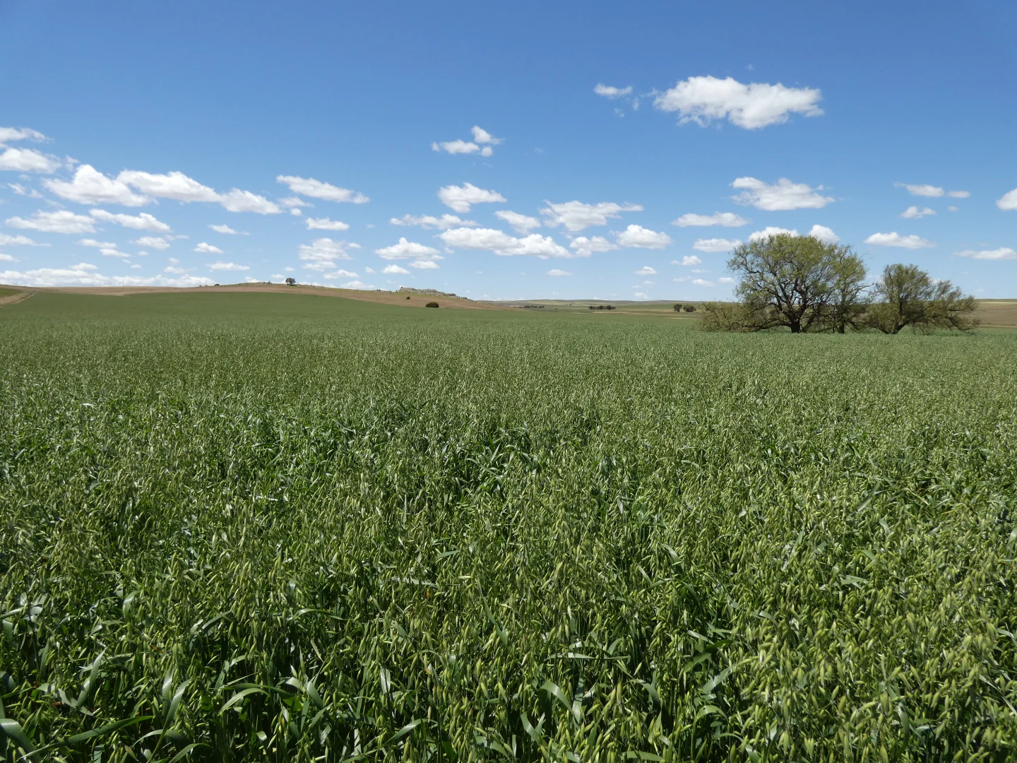 Additional image 3 of 1256 Belalie Rd, Canowie Belt SA 5420