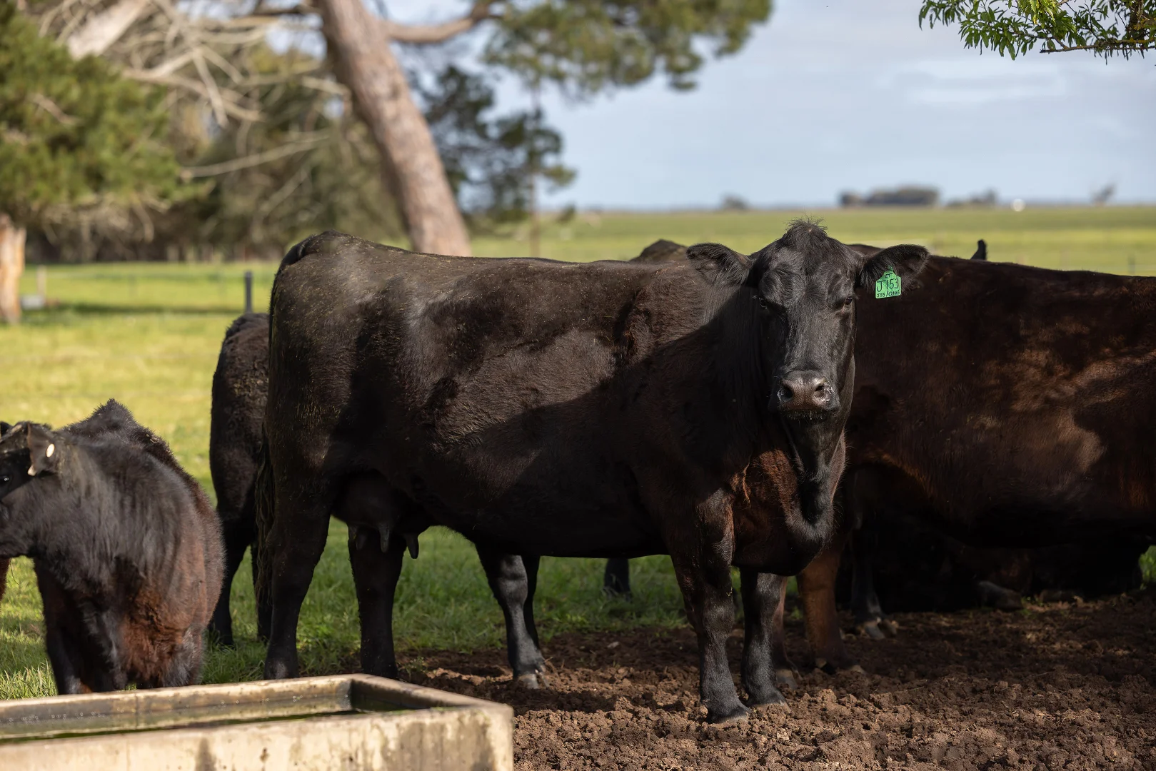 Additional image 21 of 294 Bowaka Road, Kingston Se SA 5275