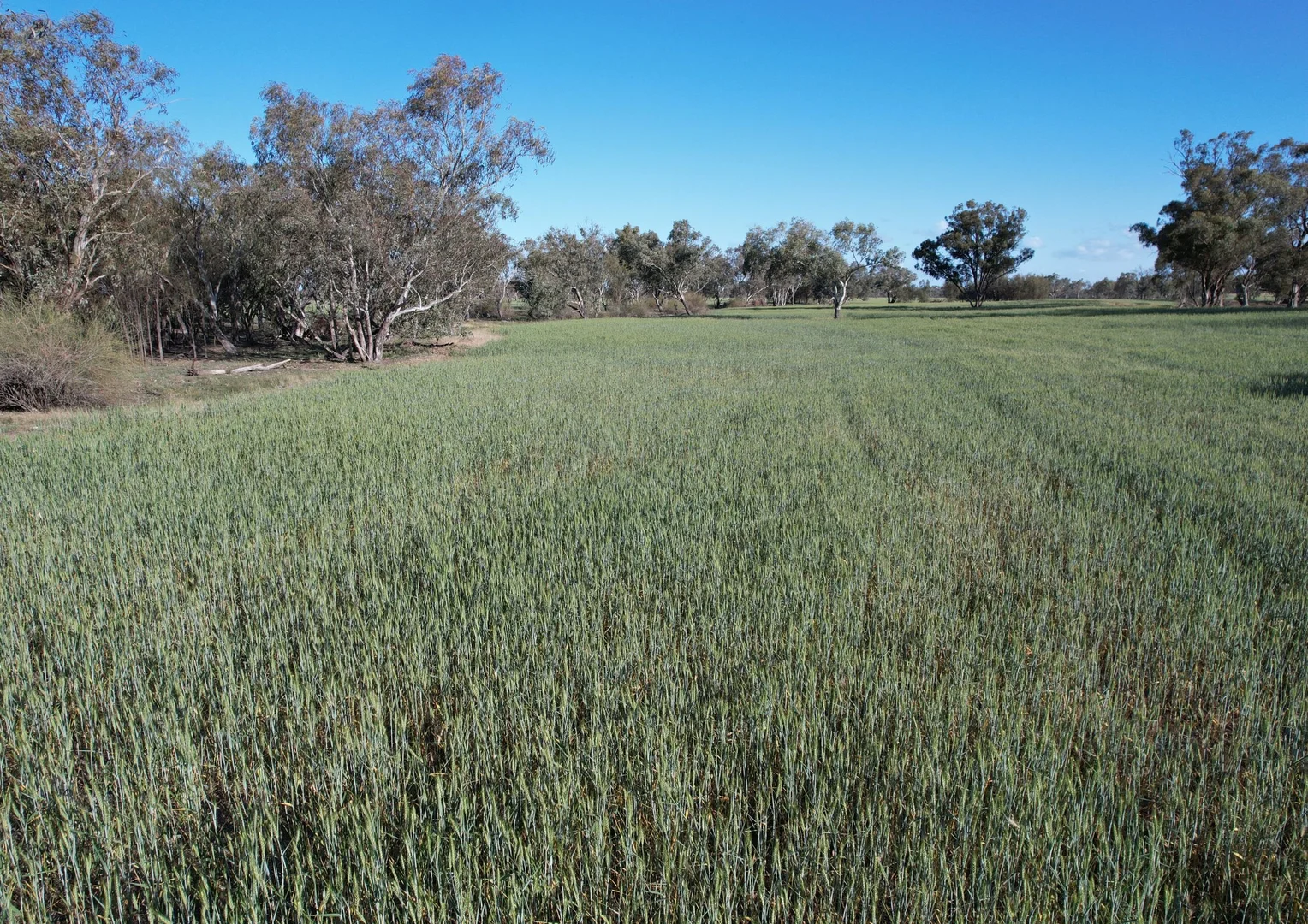 Additional image 12 of 1404 Lake Cowal, Forbes NSW 2871