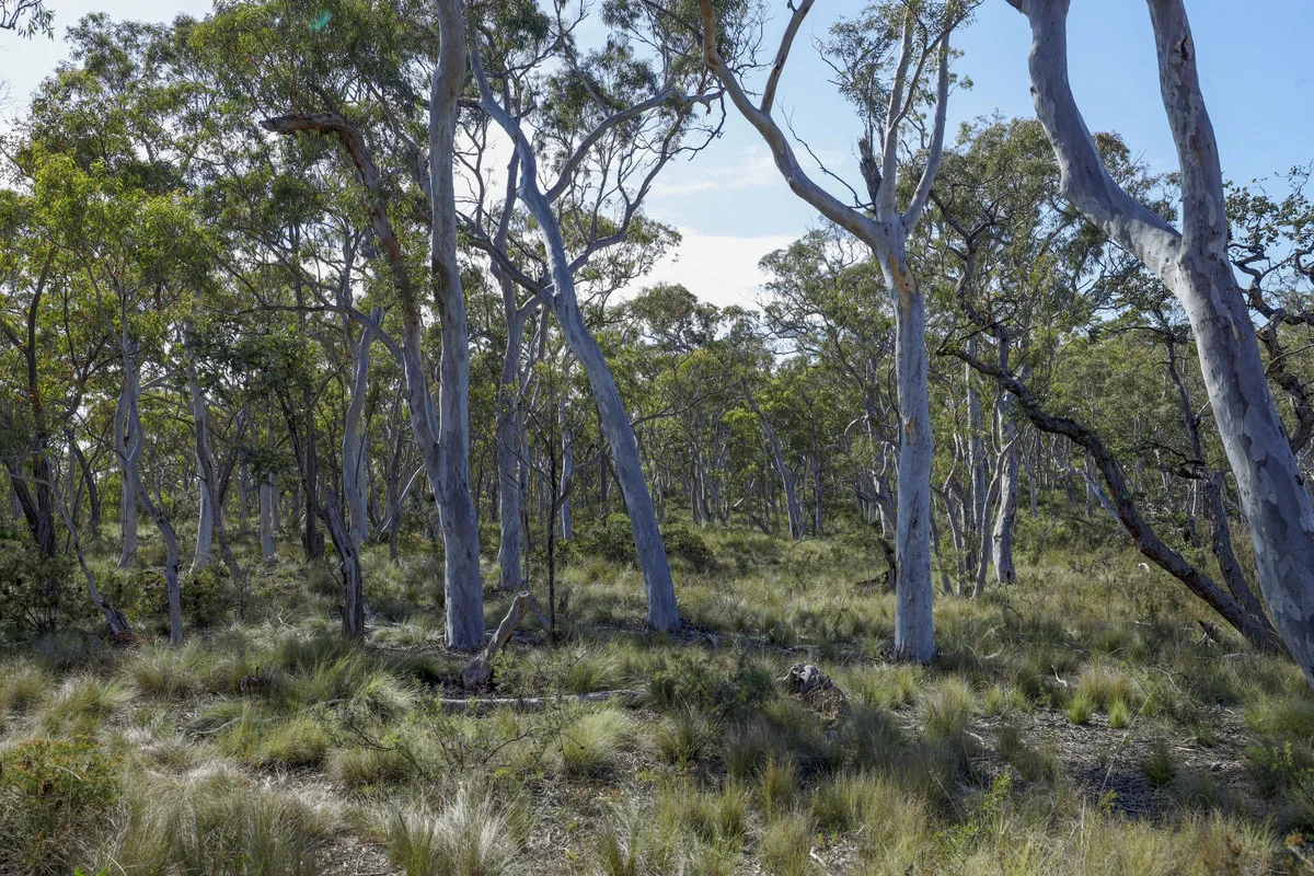 Additional image 9 of 494 Jerralong Road, Oallen NSW 2622