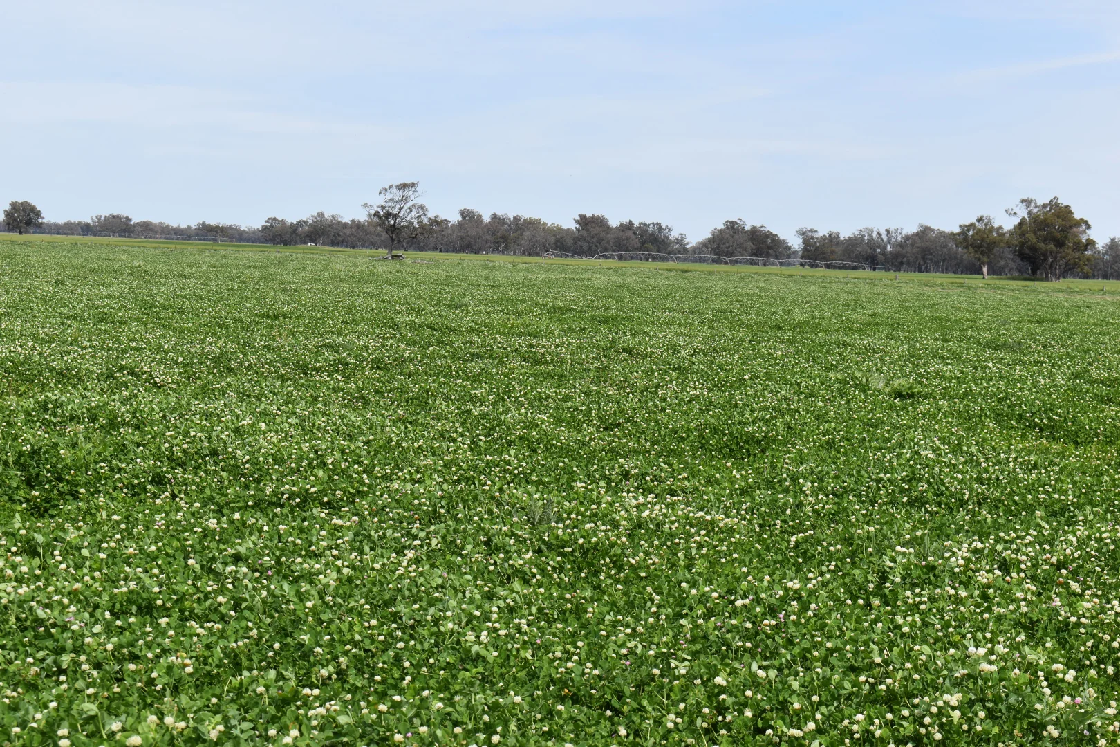 Additional image 10 of 2071 Yarrabandai Road, Bedgerabong NSW 2871