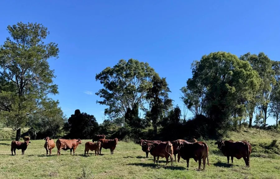 Additional image 6 of 479 Bular Road, Kilkivan QLD 4600