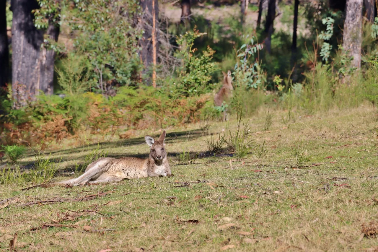 Additional image 40 of 66 Nadgee Road, Wonboyn NSW 2551