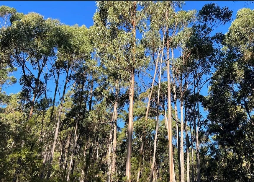 Additional image 23 of 2204 East Tamar Highway, Mount Direction TAS 7252