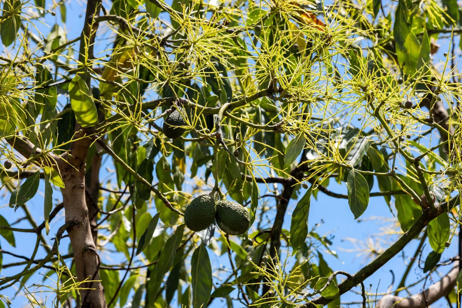 1255 Bulmers Road, Hogarth Range NSW 2469