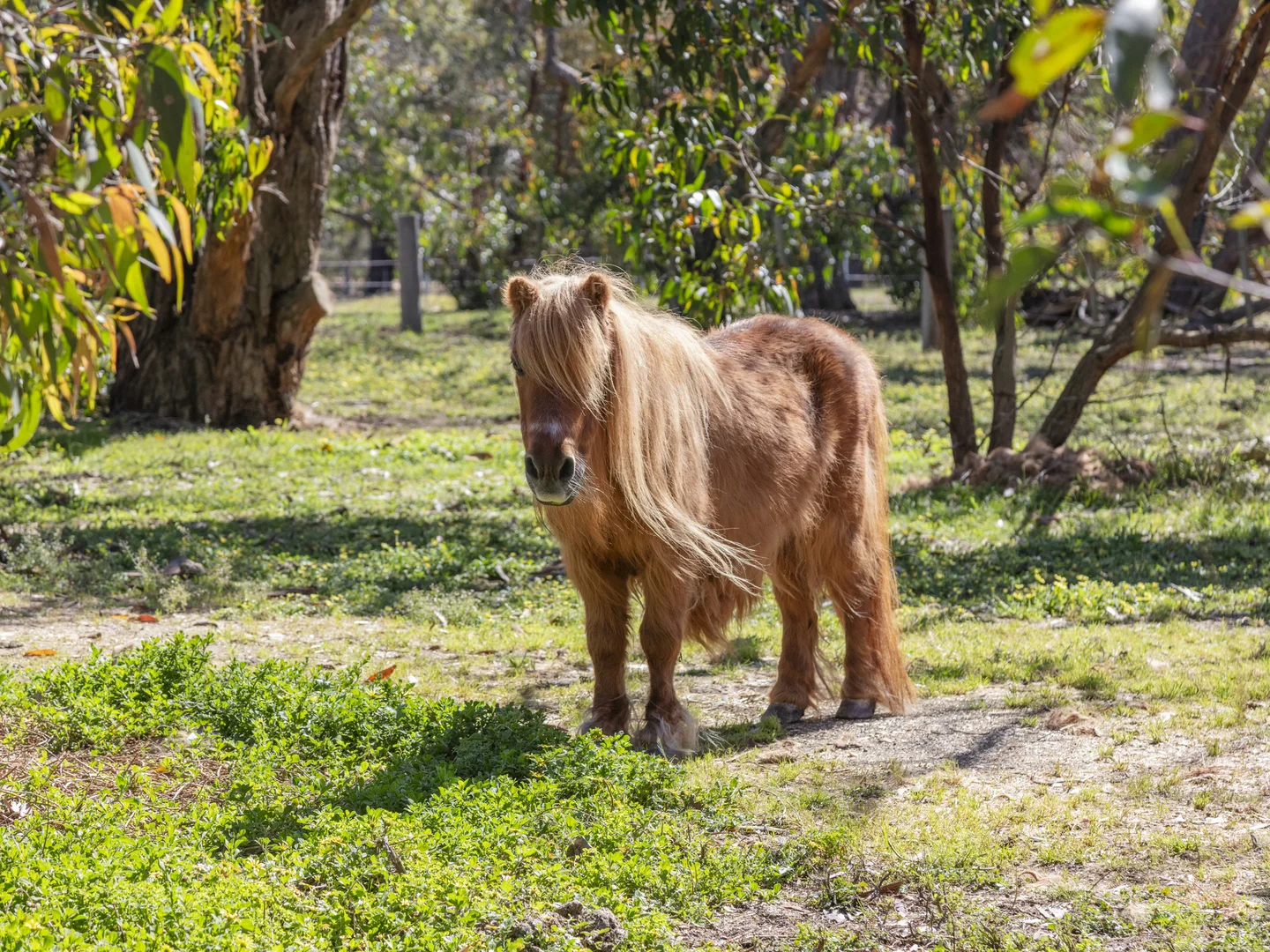Additional image 29 of 850 Pettavel Road, Freshwater Creek VIC 3217