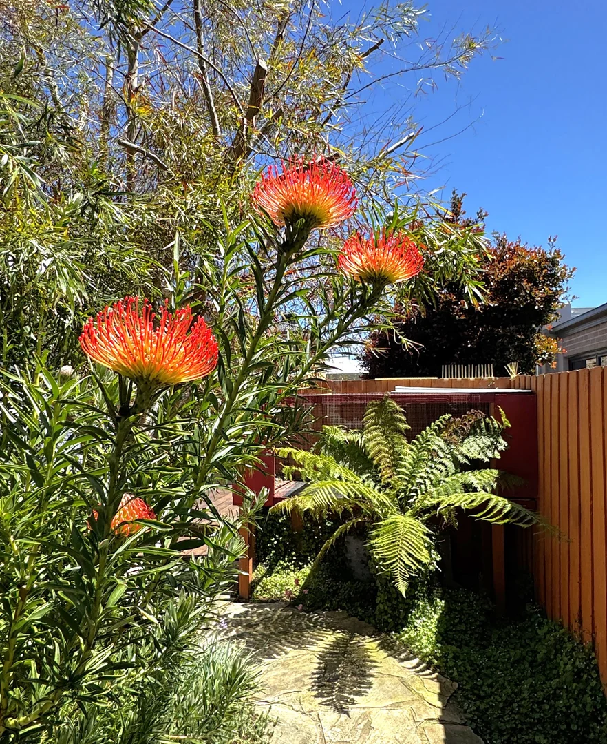 Additional image 14 of 9 Aerial Avenue, Torquay VIC 3228