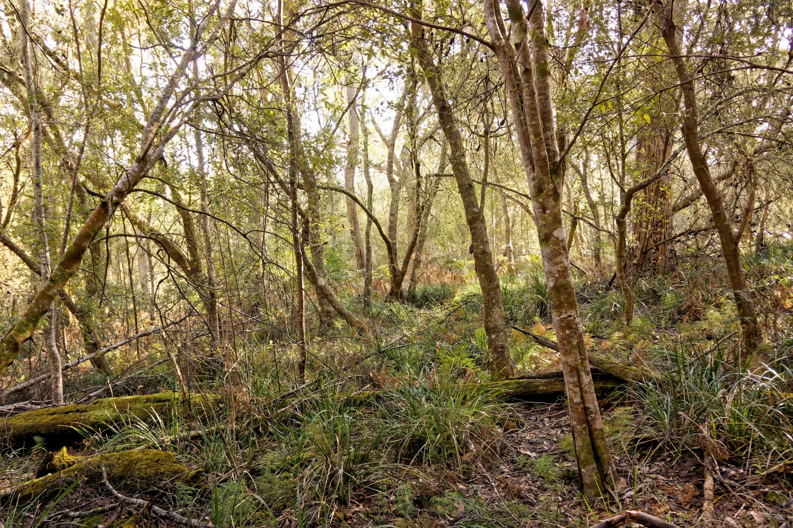 Additional image 26 of Lot 1, 660 Larcombes Road, Reedy Marsh TAS 7304