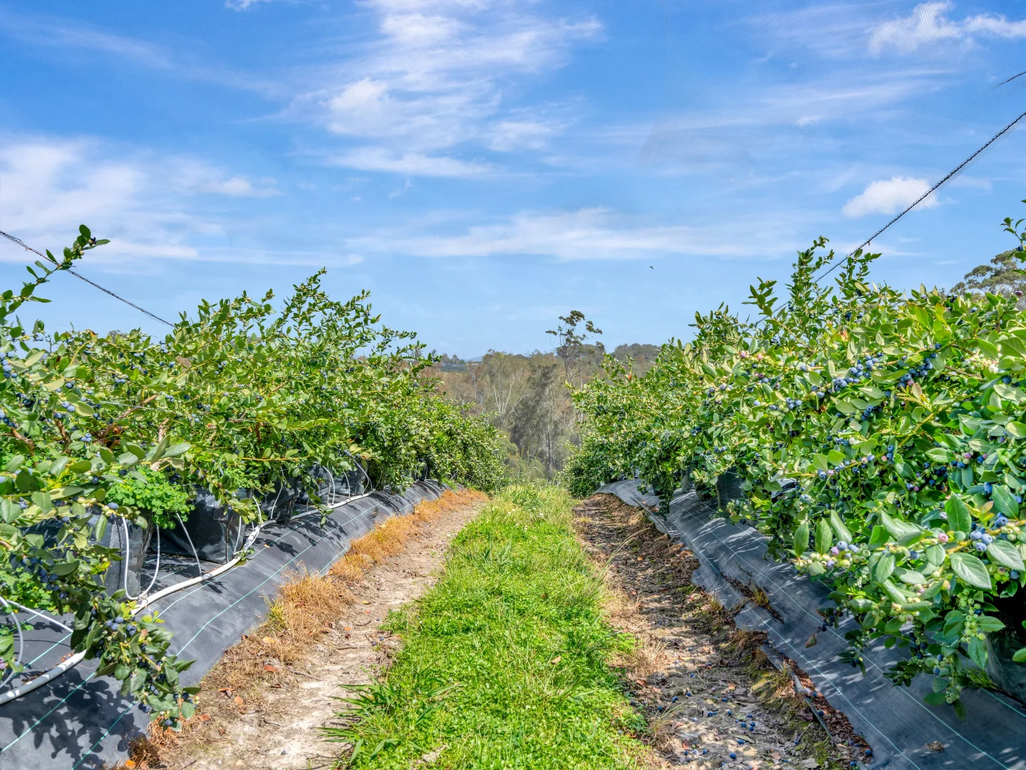 Additional image 9 of 13 Schuppe Drive, Congarinni North NSW 2447