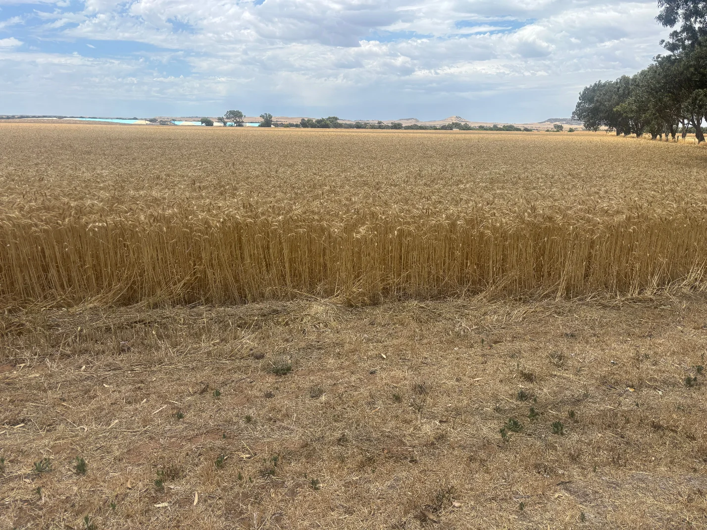 Additional image 8 of Lot 8 Edward Road, Narngulu WA 6532