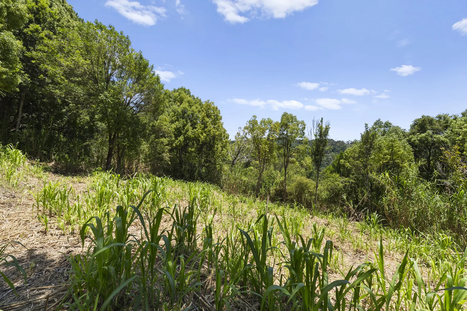 Additional image 9 of 487 Carool Road, Carool NSW 2486