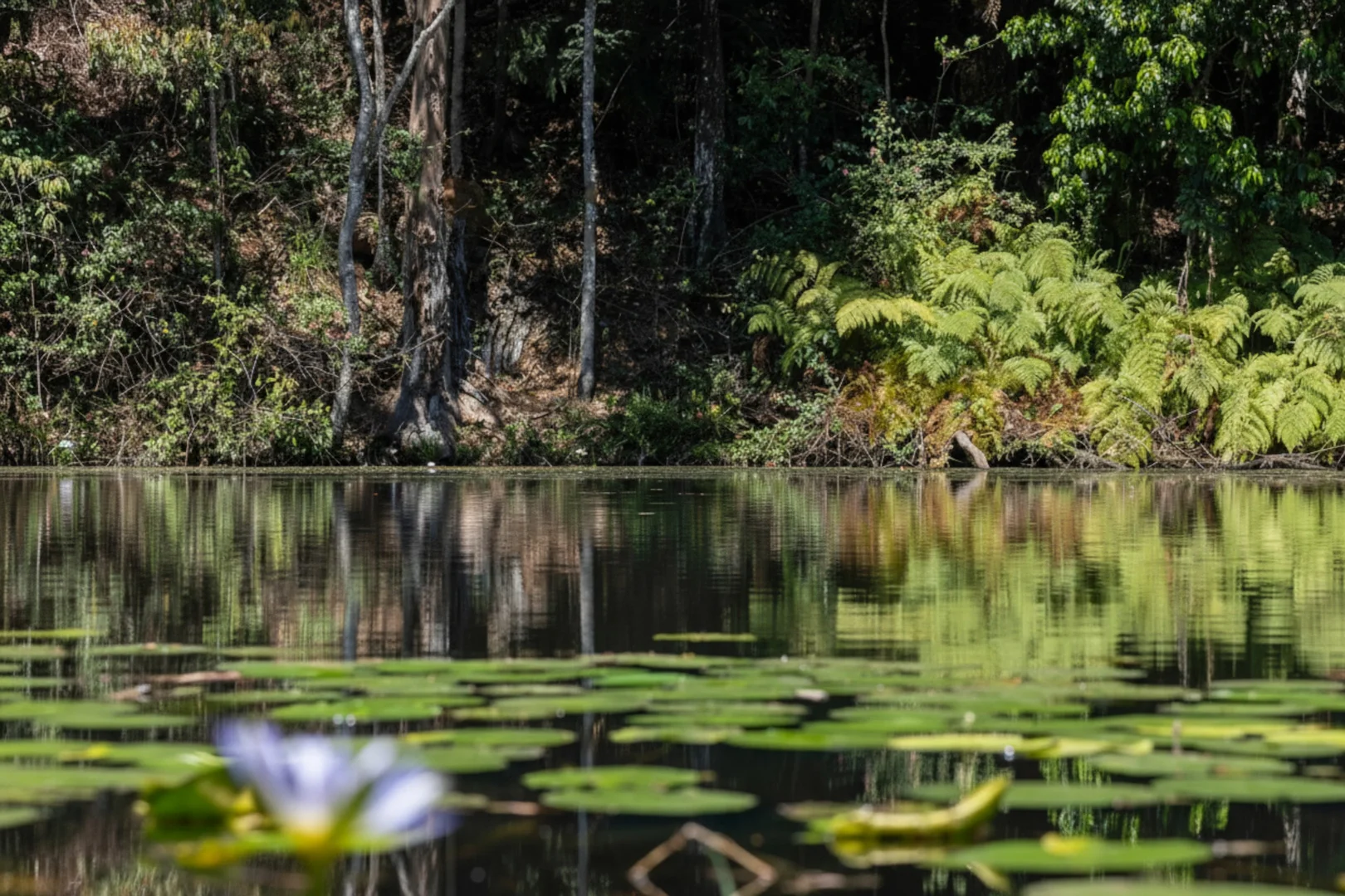 Additional image 13 of 62 Carroo Lane, Ridgewood QLD 4563