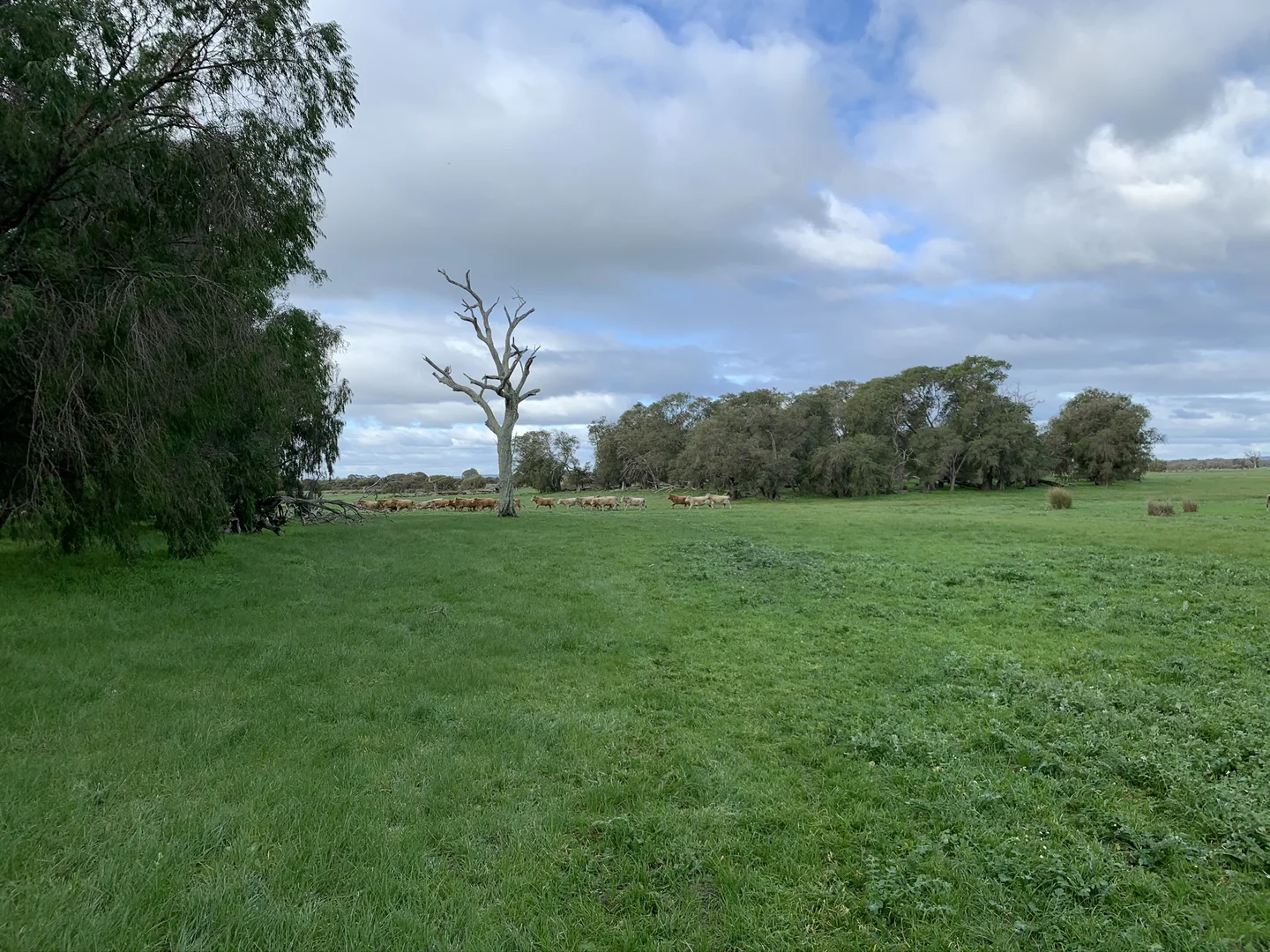 Additional image 5 of Lot 1 Jilley Road, Boyanup WA 6237