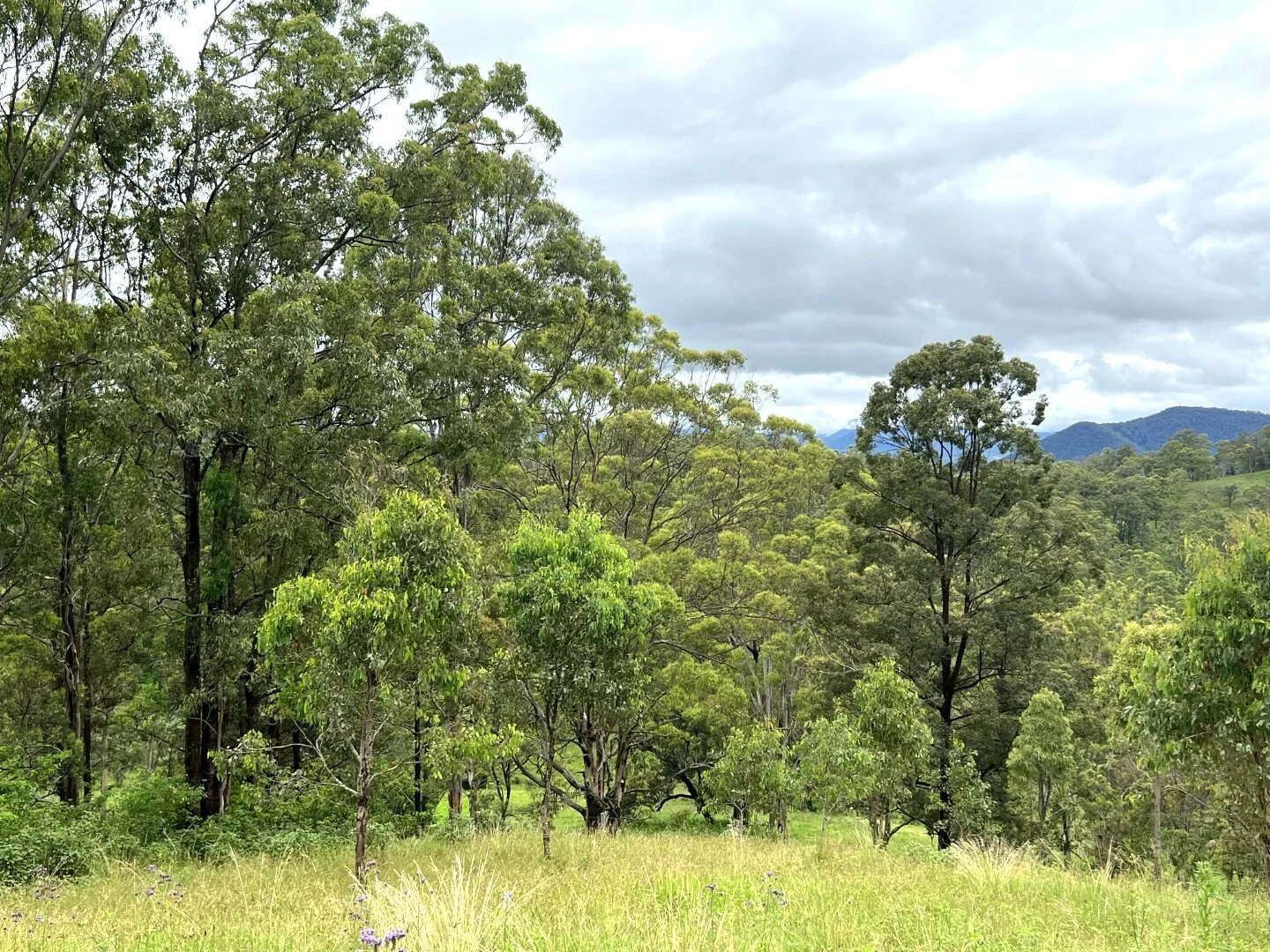 Additional image 36 of 59 Wyndham Road, Wyneden NSW 2474