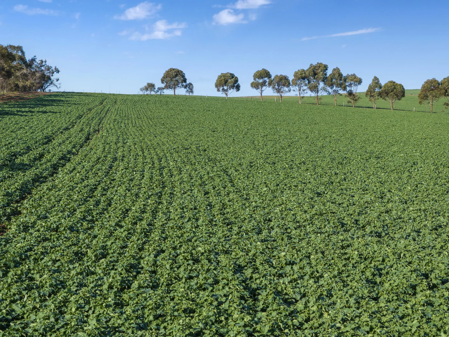 Additional image 22 of 'Hamilton Run Farm' Murchland Drive, Jamestown SA 5491