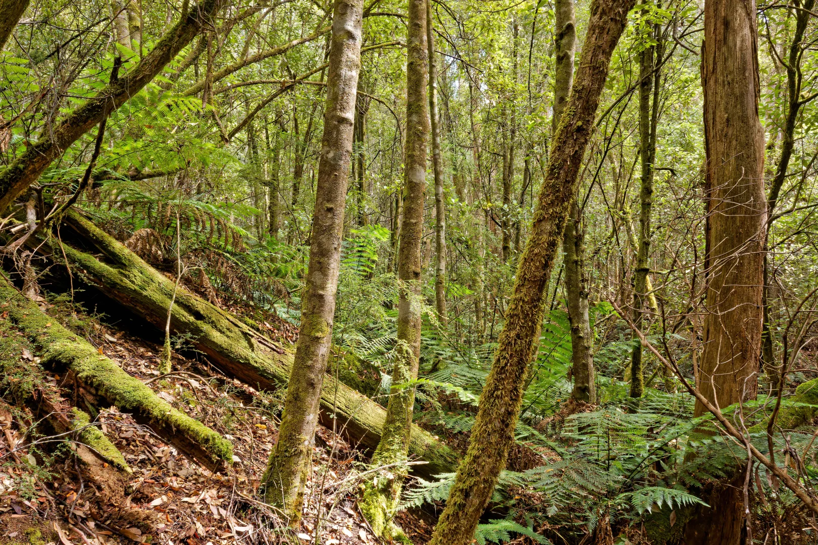 Additional image 10 of Lot 1, 660 Larcombes Road, Reedy Marsh TAS 7304