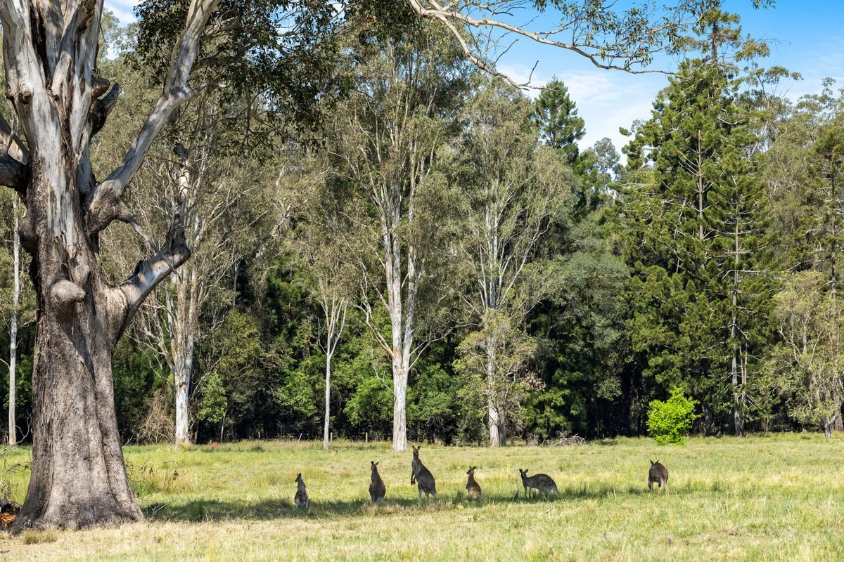 Additional image 10 of 475 Ellangowan Road, Yorklea NSW 2470