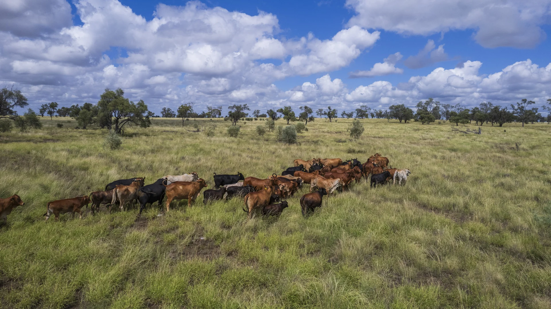 Additional image 14 of 205 Redbank Road, Roma QLD 4455