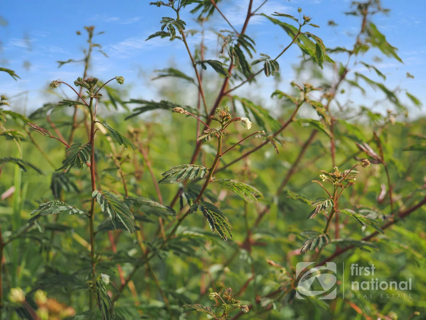 Additional image 32 of 149 Smiths Crossing Road, Bucca QLD 4670