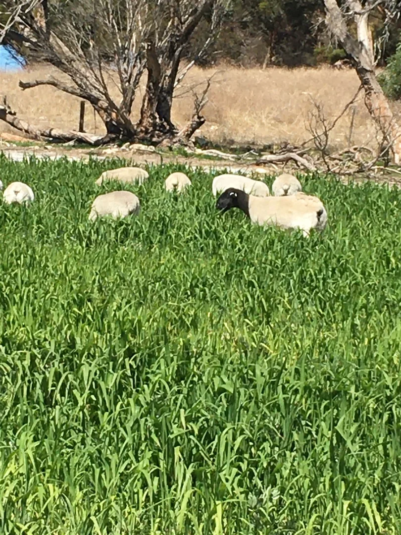 Additional image 17 of 142 Florance Road, Haines SA 5223