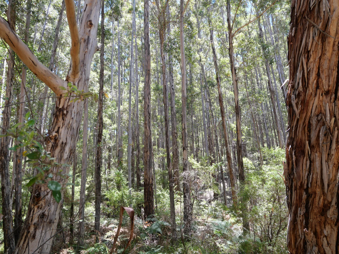 Additional image 21 of 61 Hayes Road, East Nannup WA 6275