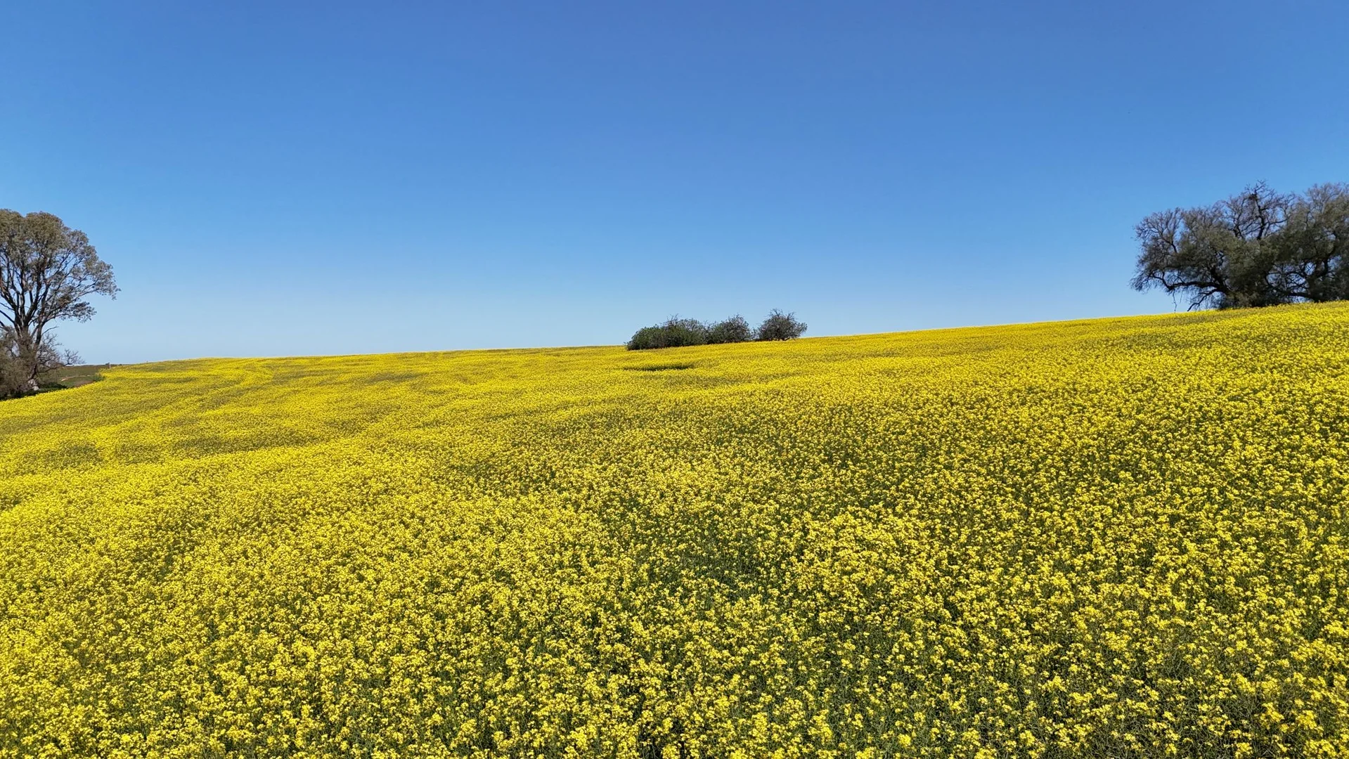 Additional image 15 of 'Ryans' Archie Road, Murray Town SA 5481