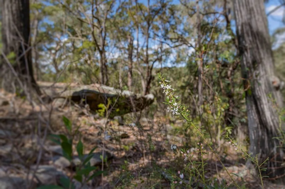 Additional image 10 of 250 Wombat Road, Lakesland NSW 2572