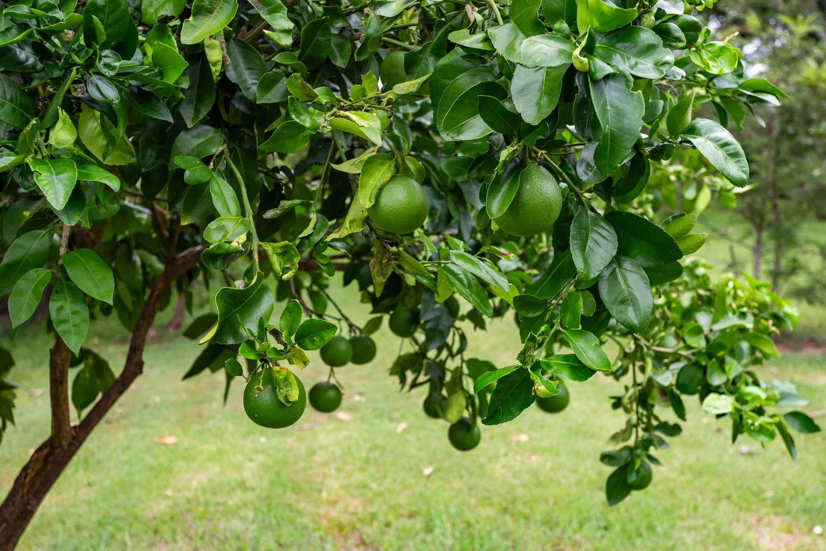 Additional image 22 of 1430 Glastonbury Road, Glastonbury QLD 4570