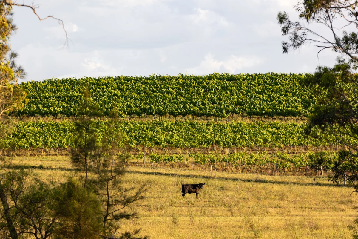Additional image 23 of 353 Oakey Creek Road, Pokolbin NSW 2320
