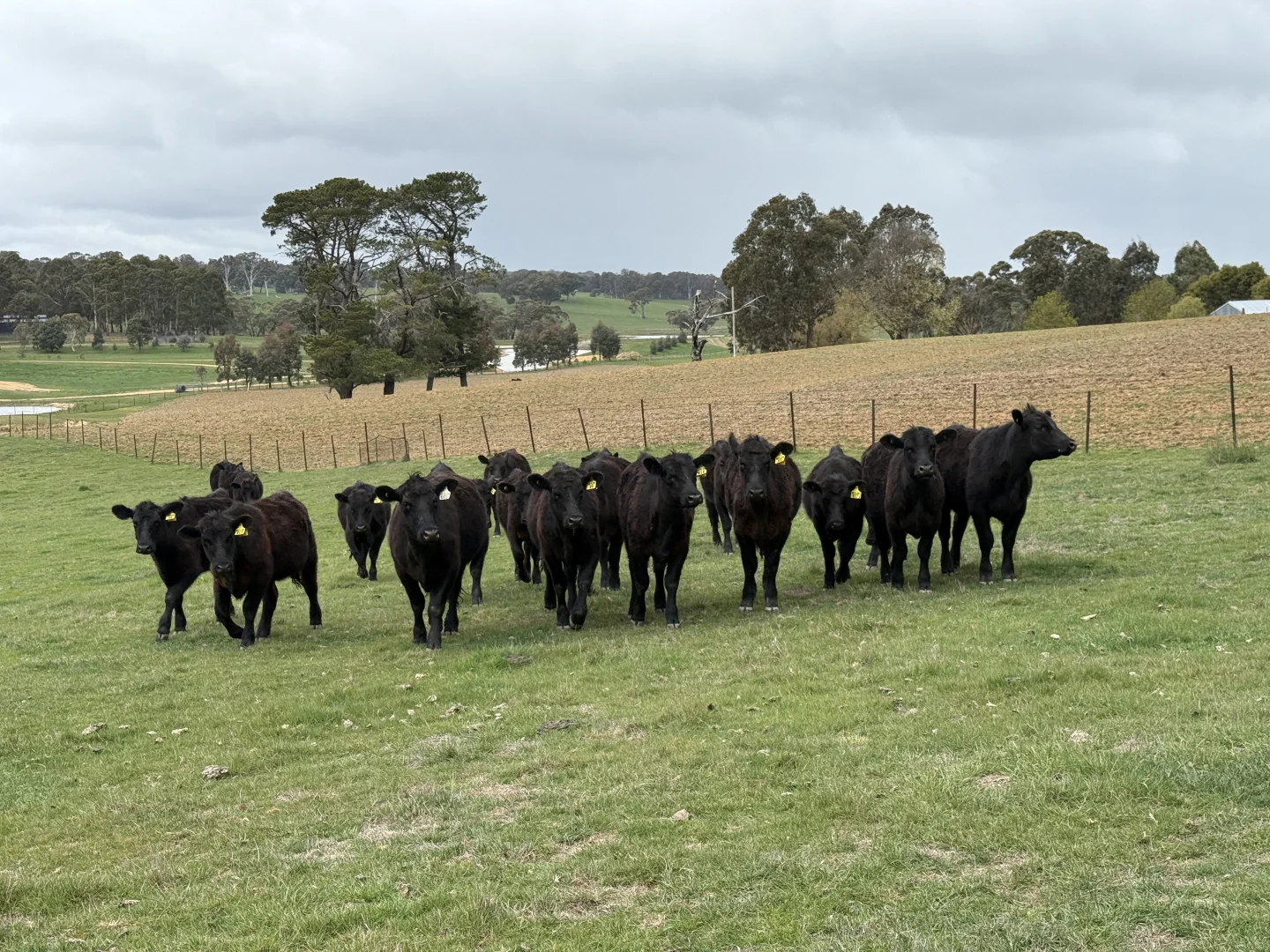 Additional image 8 of Lot 13 Rosewood Hills Road, Tumbarumba NSW 2653